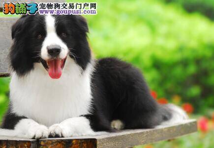 谨防边境牧羊犬患上这几种病，后悔都来不及