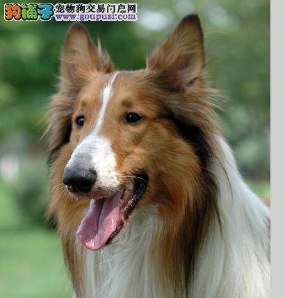 喜乐蒂犬的毛发出现打结的情况，应如何是好