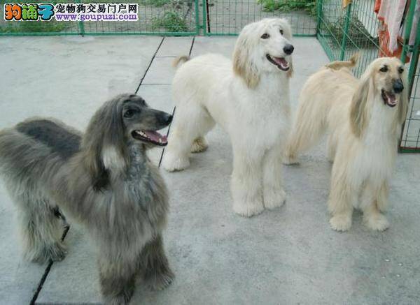 阿富汗猎犬睡觉时轻微抽筋是正常现象吗