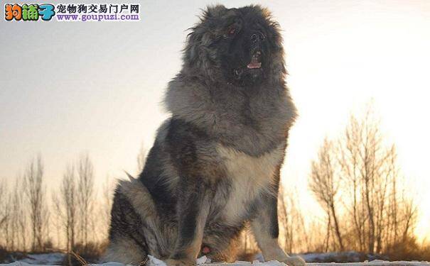 高加索犬定点大小便的训练方法