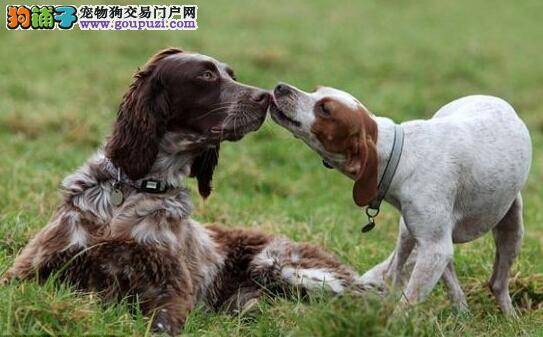 猎犬身受重伤生命垂危 同伴狗狗守在身边呼救