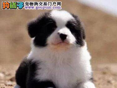 如何养成边境牧羊犬定点排便的好习惯