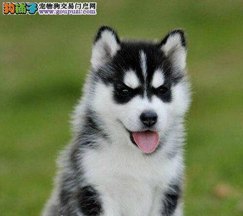 四个月的哈士奇呕吐，拉肚子是怎么了