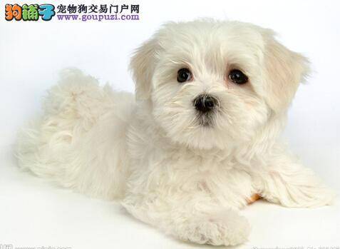 夏季饮食原则 天气炎热怎样喂养比熊犬最安全