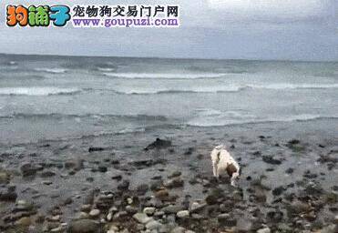 善良小狗发现海边搁浅小海豚与主人成功营救