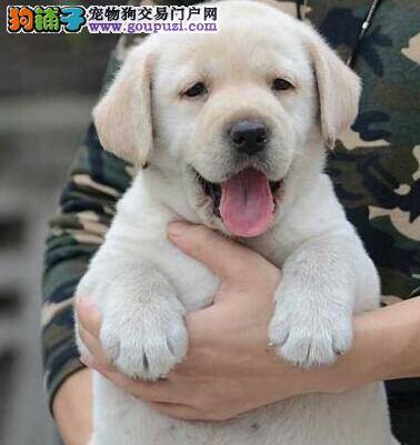 拉布拉多犬的品相是怎样的