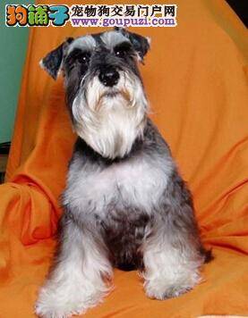 动物饮食专家告诉你喂养雪纳瑞的法则