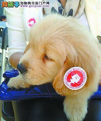 唐山救助中心举办领养公益活动 数只流浪狗找到新主人
