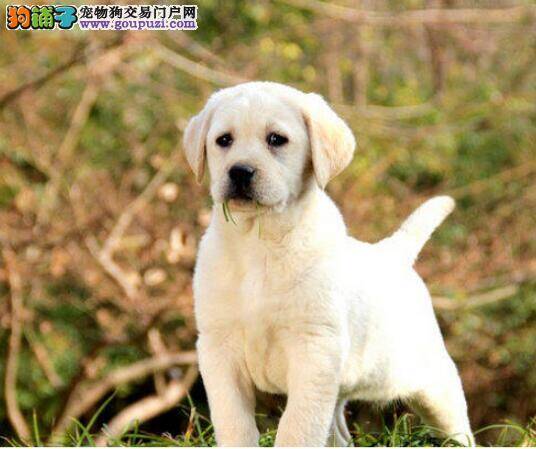 怎么给拉布拉多犬清理耳朵卫生