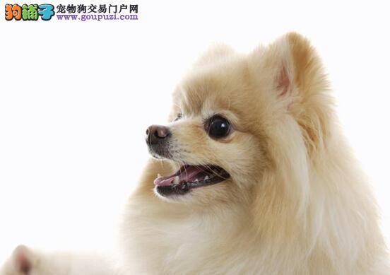 博美犬眼中的大千世界是什么样子的