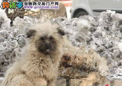 流浪狗雪地里守护着死去的同伴