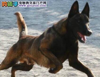 训练百分百 简单几步马犬轻松学会握手本领