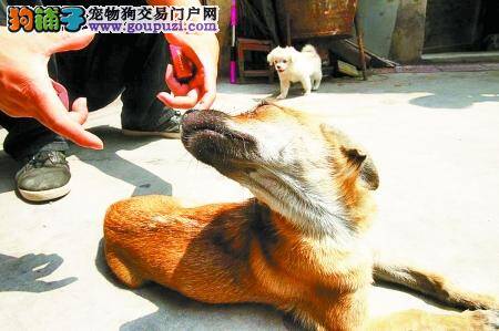 宠物一家亲，猫猫当起了狗妈妈