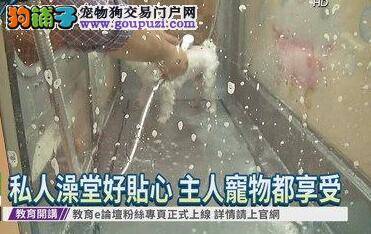 猫狗自助洗澡机 增进感情又省钱