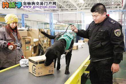 检疫犬正式上岗查验 开展天津机场邮检工作
