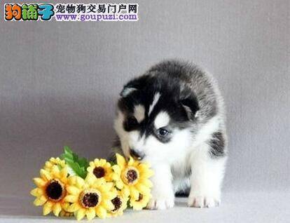 四十多天的哈士奇每顿要吃多少狗粮