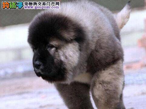 患上犬瘟的高加索犬最近病情有点严重如何是好