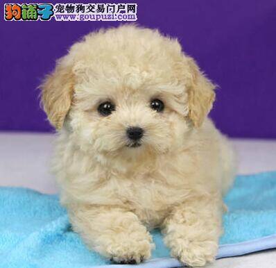 泰迪犬不吃干狗粮怎么办 求解答
