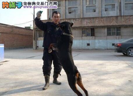 感人至深 讲述训犬员与警犬之间的特殊情谊