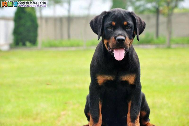 罗威纳犬拉绿色的便便而且有点稀，很着急