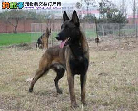 养犬经验面面观 新来的马犬要如何饲养