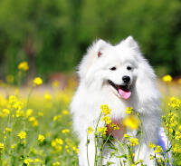 银狐犬情绪不好，晚上乱叫如何是好