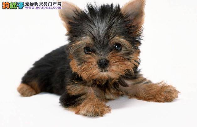 约克夏吃便便是什么毛病，怎么办