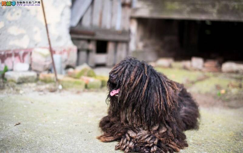 波利犬的来历你知道多少？