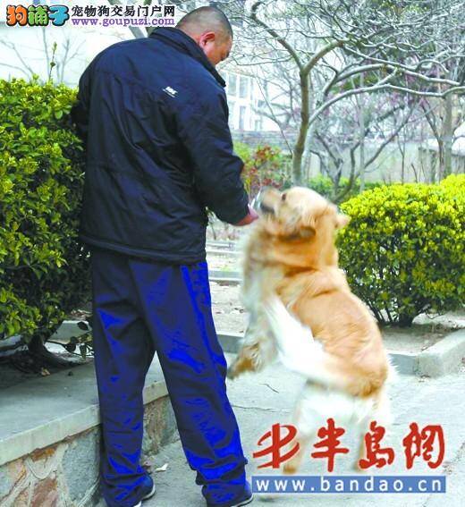 郊区养大型犬暂时不受限 160多人电话预定愿收容禁养犬