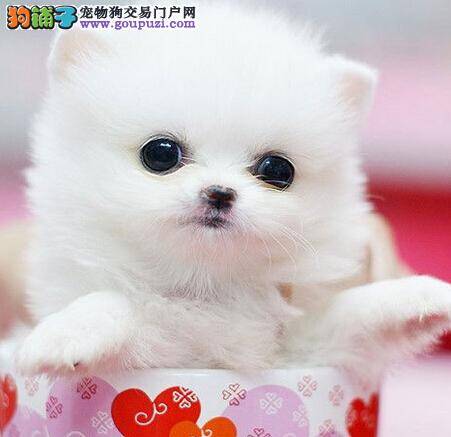 狗爸狗妈必知 调教茶杯犬的八大标准