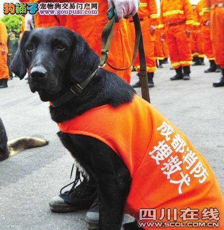 四川成立搜救犬中队 消防兵贴身当“保姆”