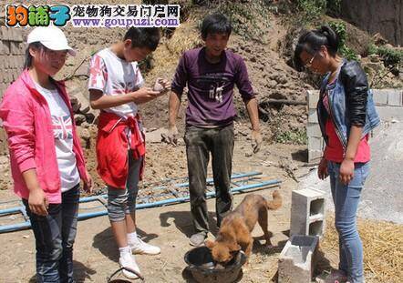 再唱顽强生命的高歌 甘肃岷县黄狗被困31小时奇迹生还