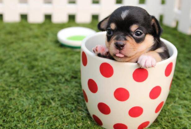 迷你可爱的茶杯犬，应该怎样正确挑选呢