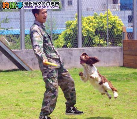 90后大学生训犬不怕脏与累 多只警犬训练成才