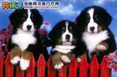 伯恩山犬眼角红，眼屎多应怎么治疗 是狗瘟吗
