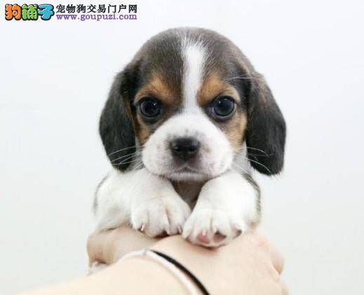 去哪里购买真正优秀的比格犬