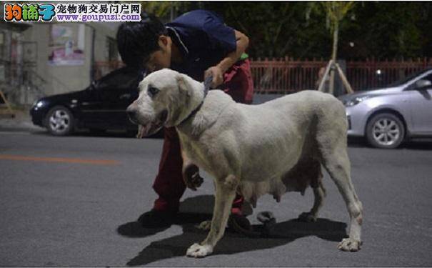 "狗"生赢家！狗妈妈5天生31只崽 主人欲申吉尼斯纪录