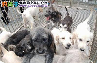 阿富汗猎犬怀孕61天了不生产正常吗