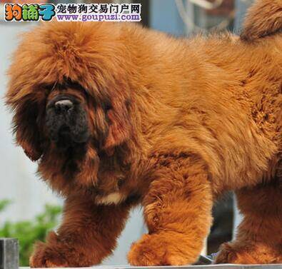 藏獒右后腿突然不敢着地是怎么了