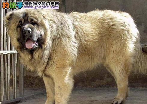 改善狗狗健康状况 科学制定高加索犬的喂食量