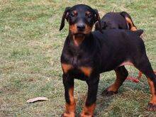 杜宾犬不爱动身上有螨虫怎么治疗