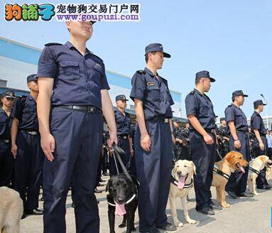 美国殡仪馆使用治疗犬来安慰参加葬礼的宾客