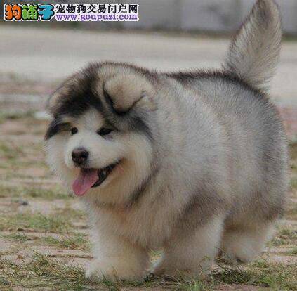 阿拉斯加犬患上细小，拉黑色的便便怎么办