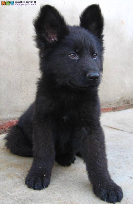 比利时牧羊犬呕吐，没精神没事吧