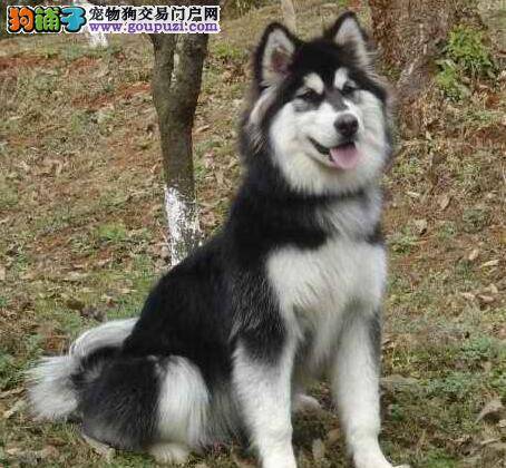 阿拉斯加犬和哈士奇3个身体部位对比