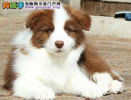 适合边境牧羊犬的几类饲料