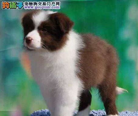 边境牧羊犬患上皮肤病，脱毛很痒如何是好