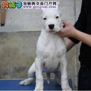 杜高犬得了螨虫剃毛治疗后不长毛