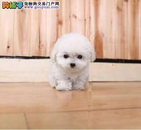 三个月的泰迪犬打喷嚏，流鼻涕怎么办