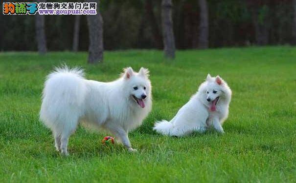 了解银狐犬的价格 影响银狐犬价格的因素有哪些